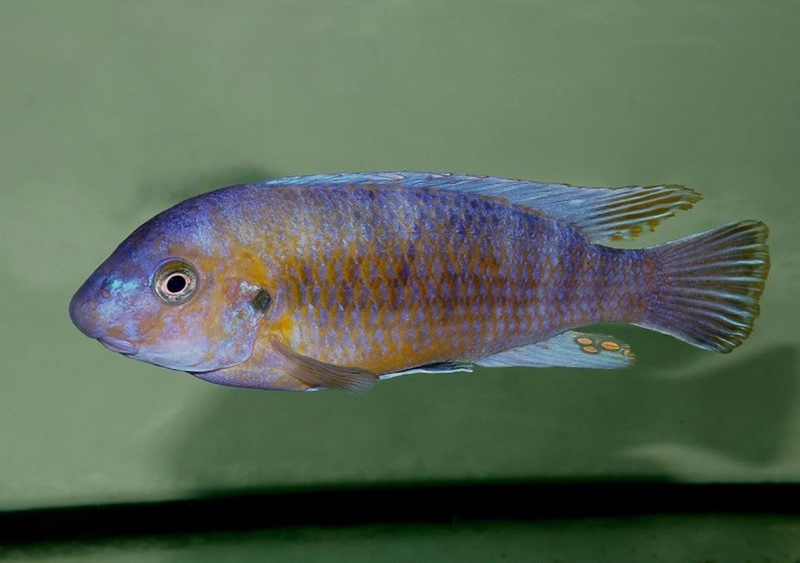 Labeotropheus trewavasae 'Chirwa Island'